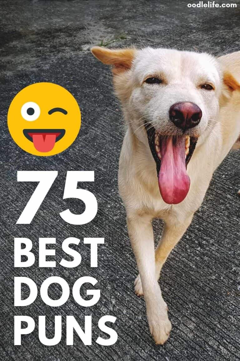 Dog Puns! The 75 Best Dog Puns Oodle Life