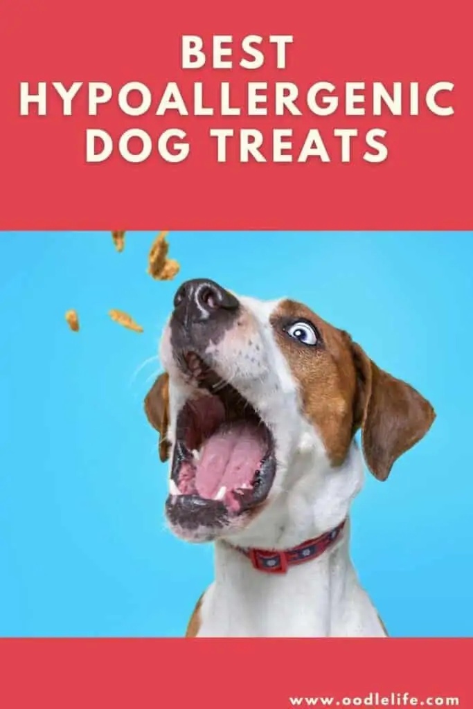 best hypoallergenic dog treats