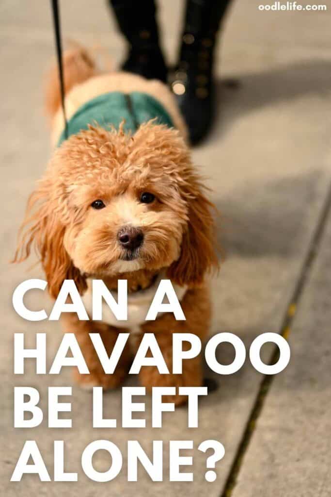 can a havapoo be left alone