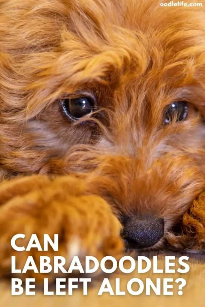 can labradoodles be left alone