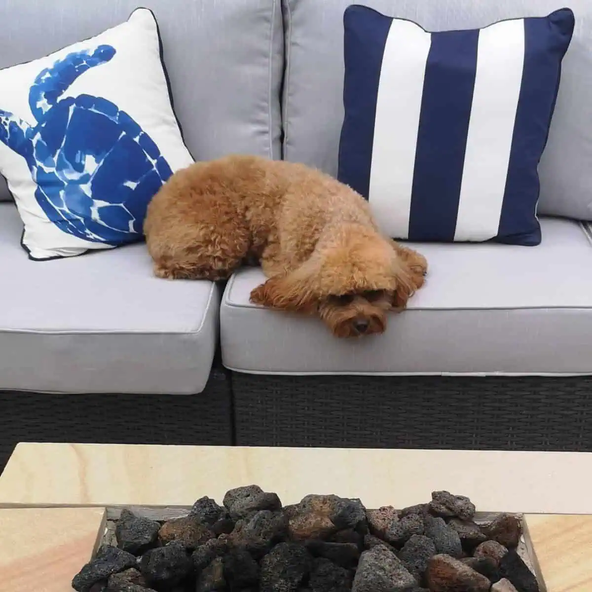 Cavapoo left home alone
