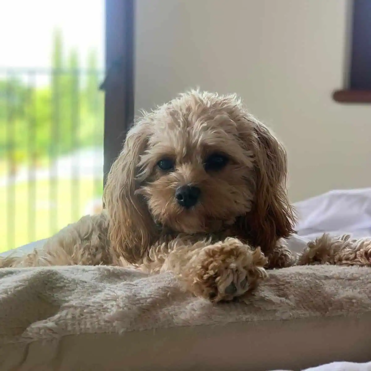 Cavapoo looks bored