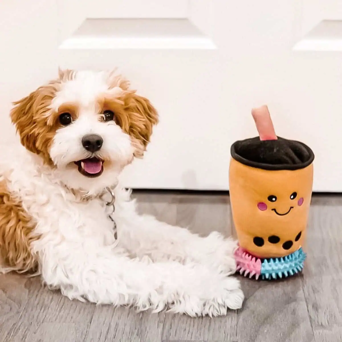Cavapoo playing with its toy drink