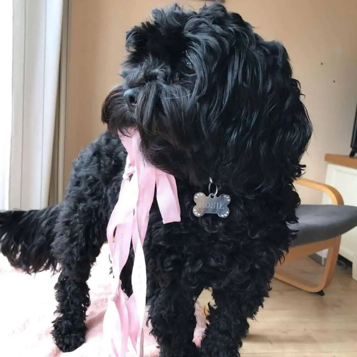 Cavapoo with ribbons