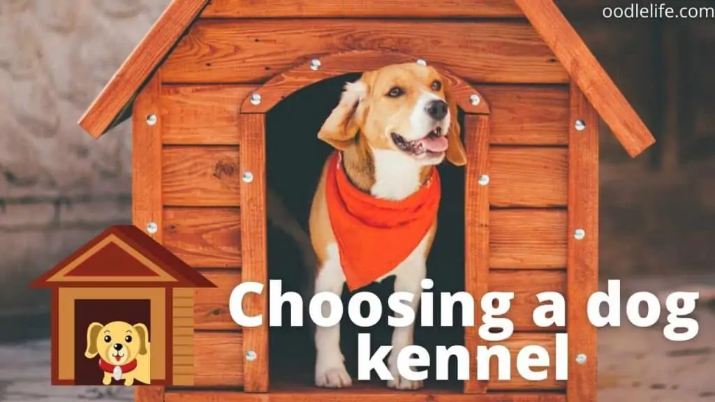 a beagle in a kennel