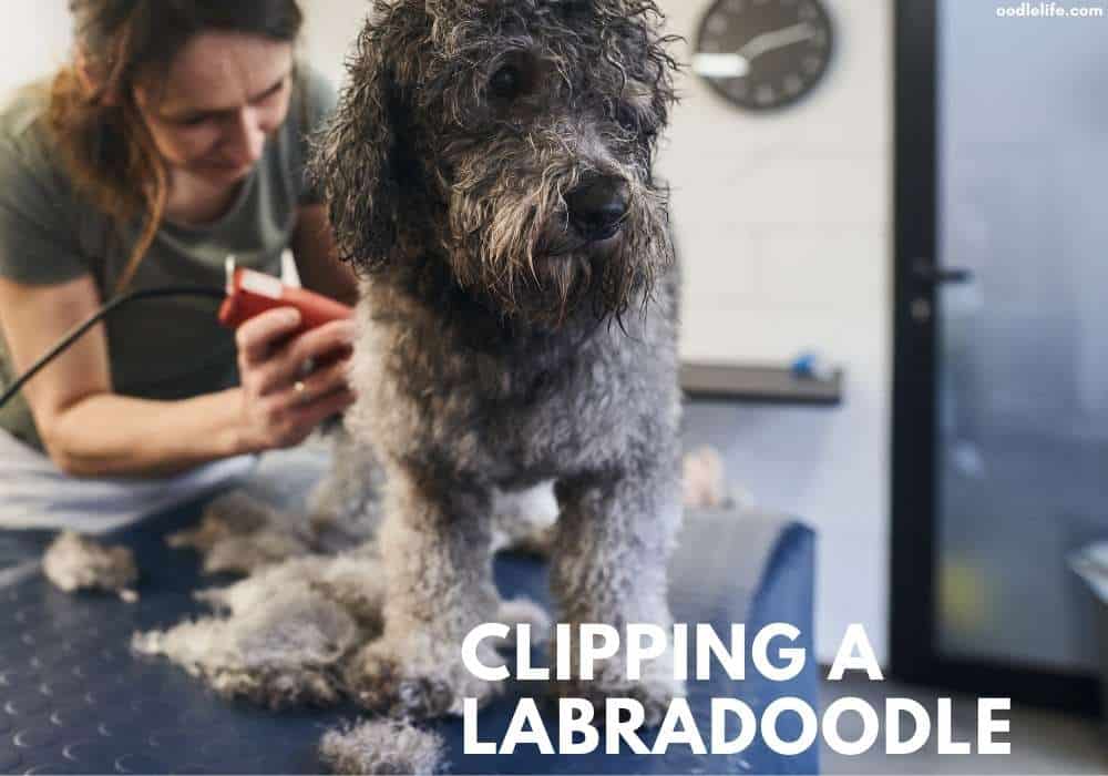 clipping a labradoodle tips