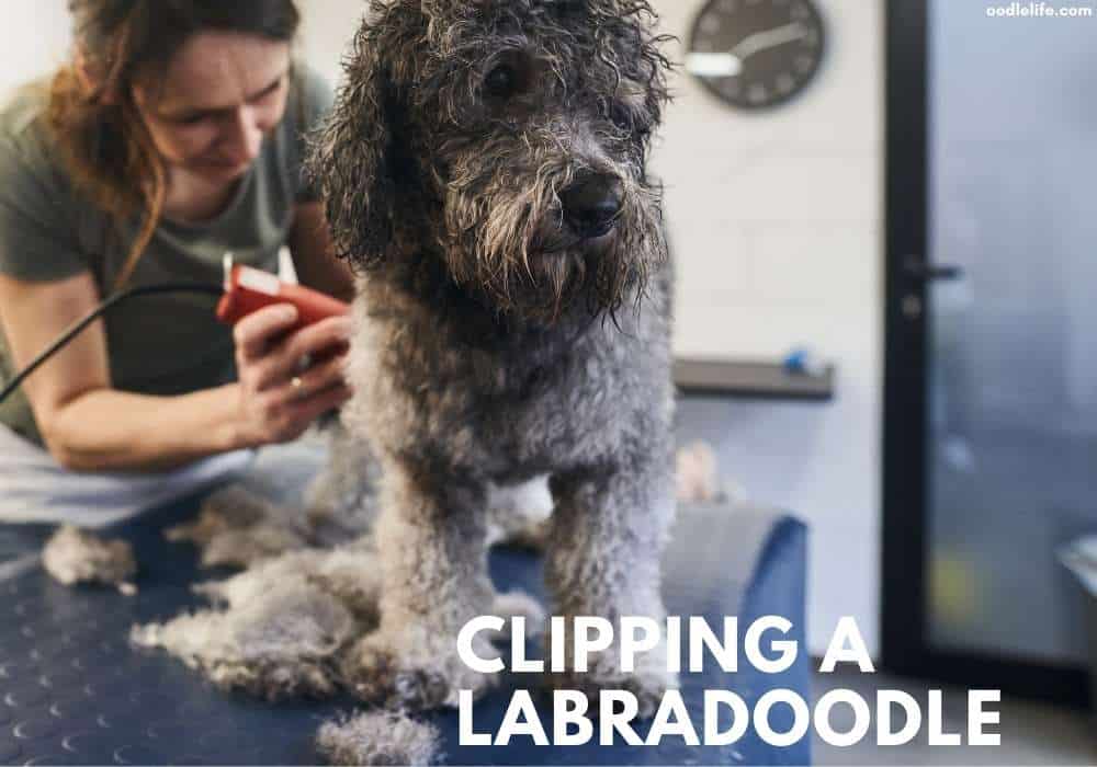 Can I use human clippers on my dog?