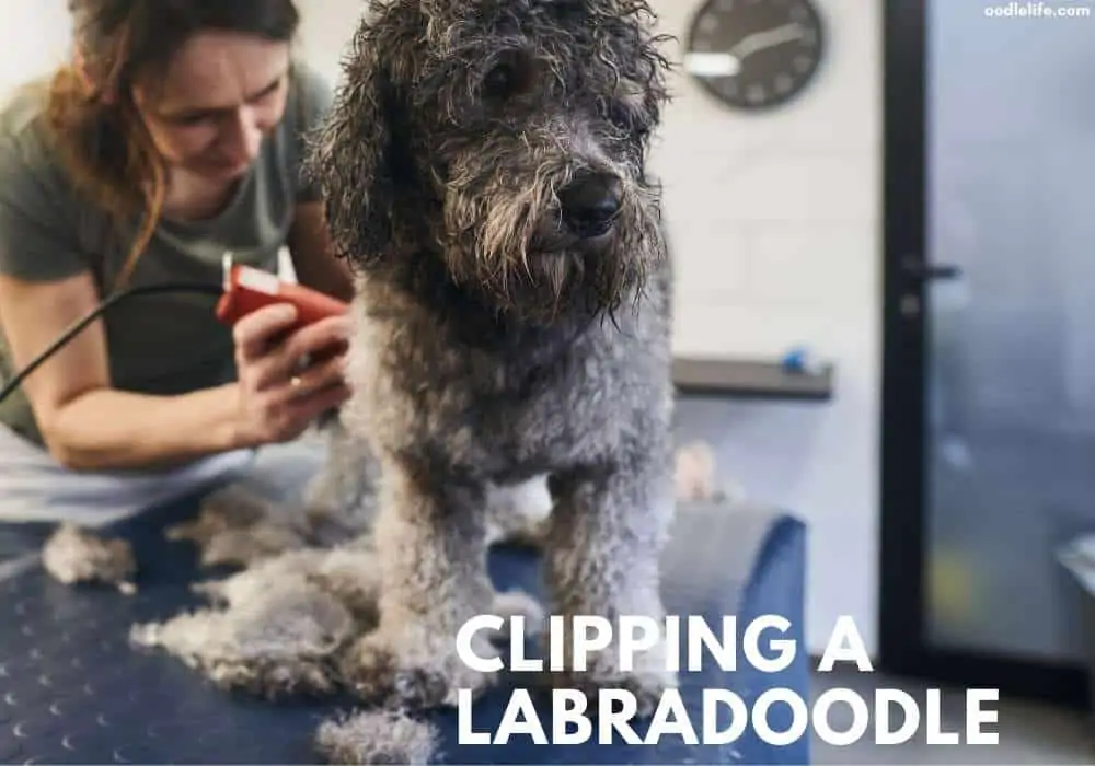 clipping a Labradoodle tips