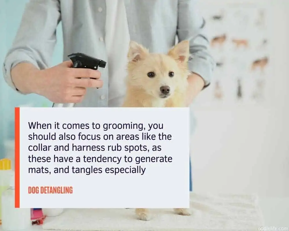 can you use human detangler on dogs