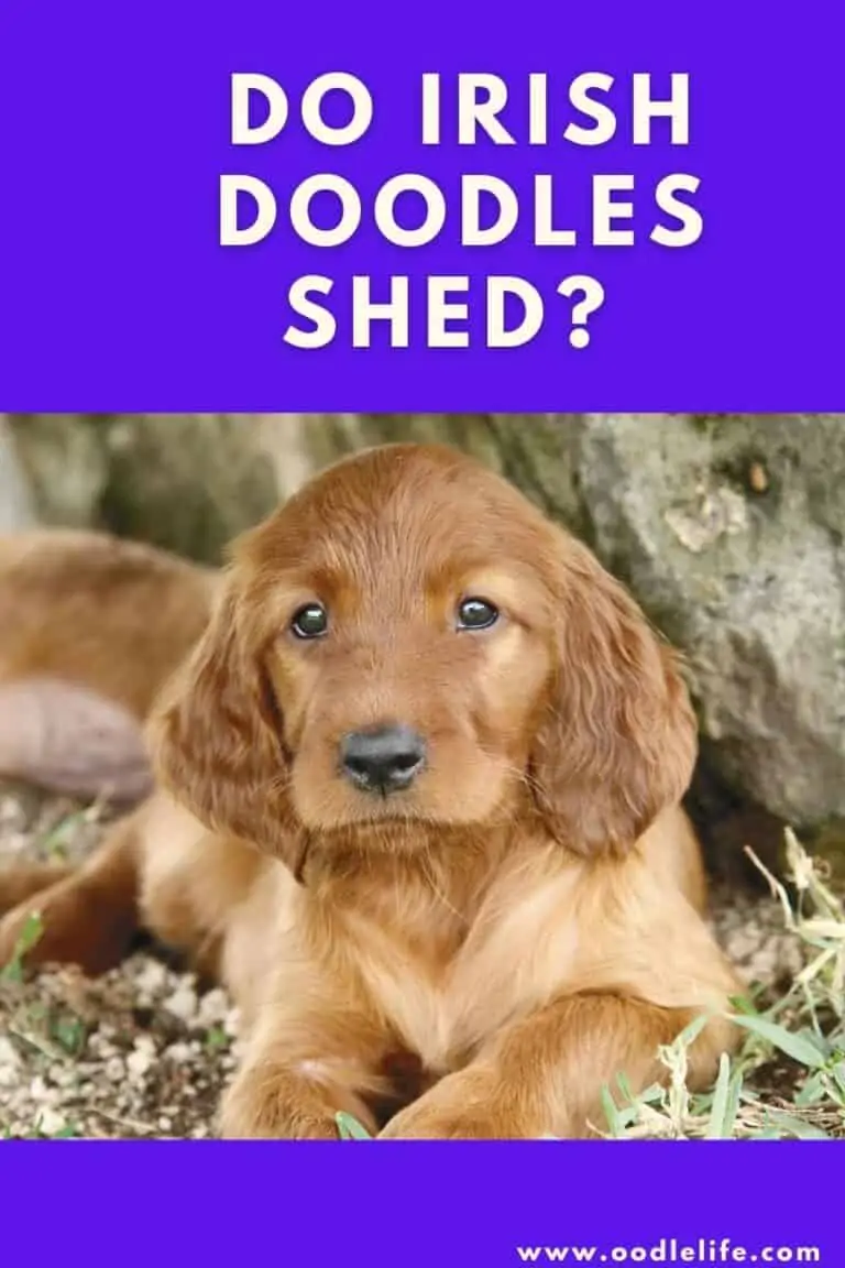 Do Irish Doodles Shed?