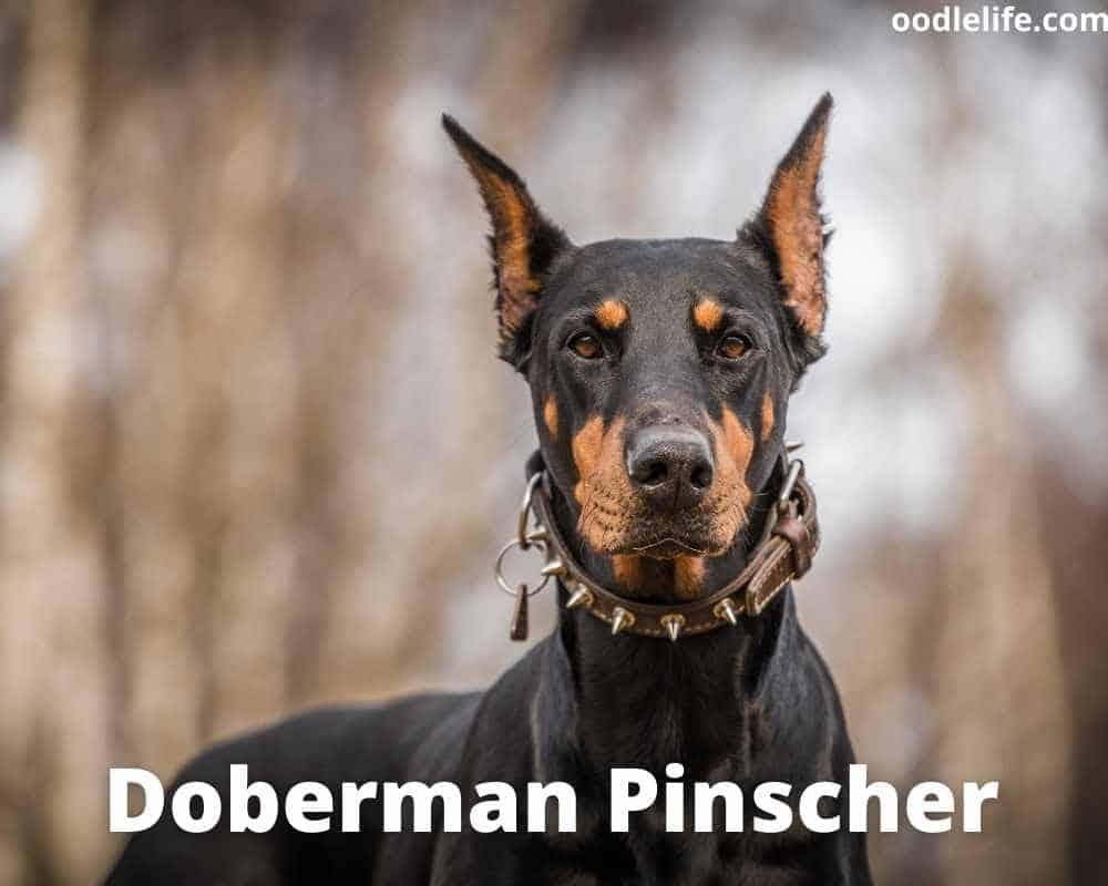 doberman guard dog