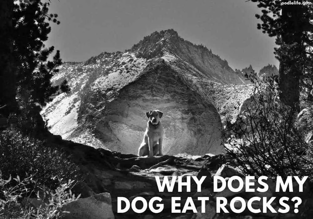 why does my dog eat rocks