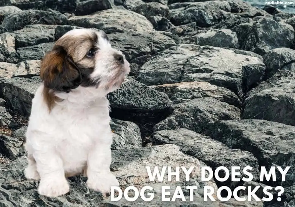 dog eating rocks and stones