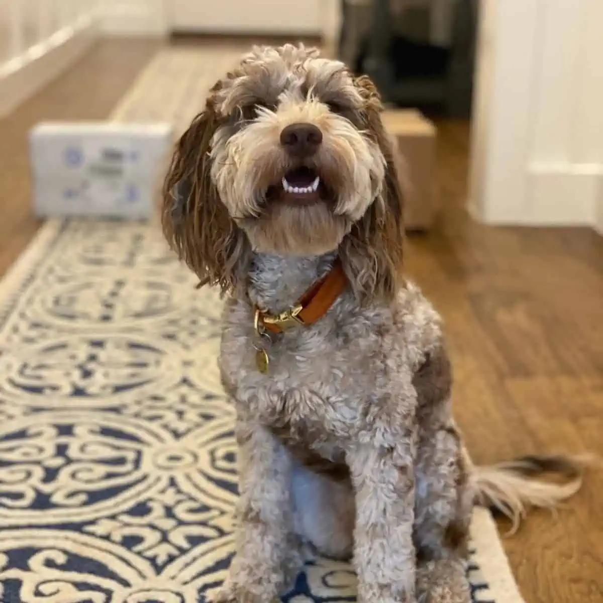 dog showing lower teeth