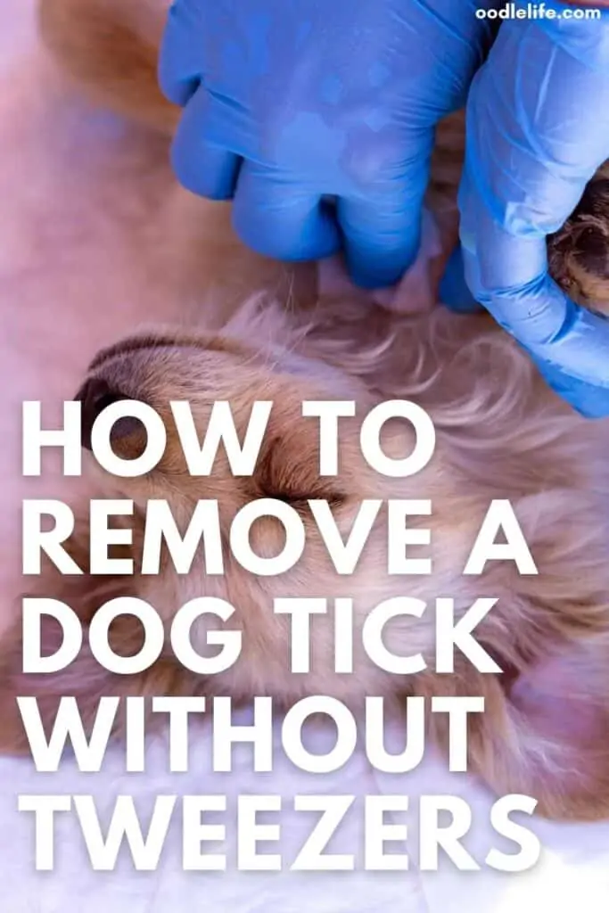 how to remove a dog tick without tweezers