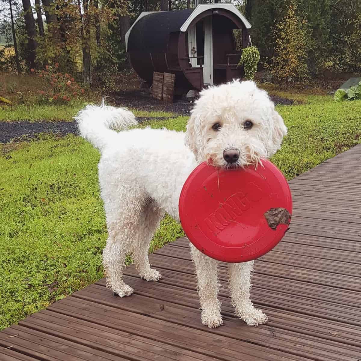 dog wants to play frisbee