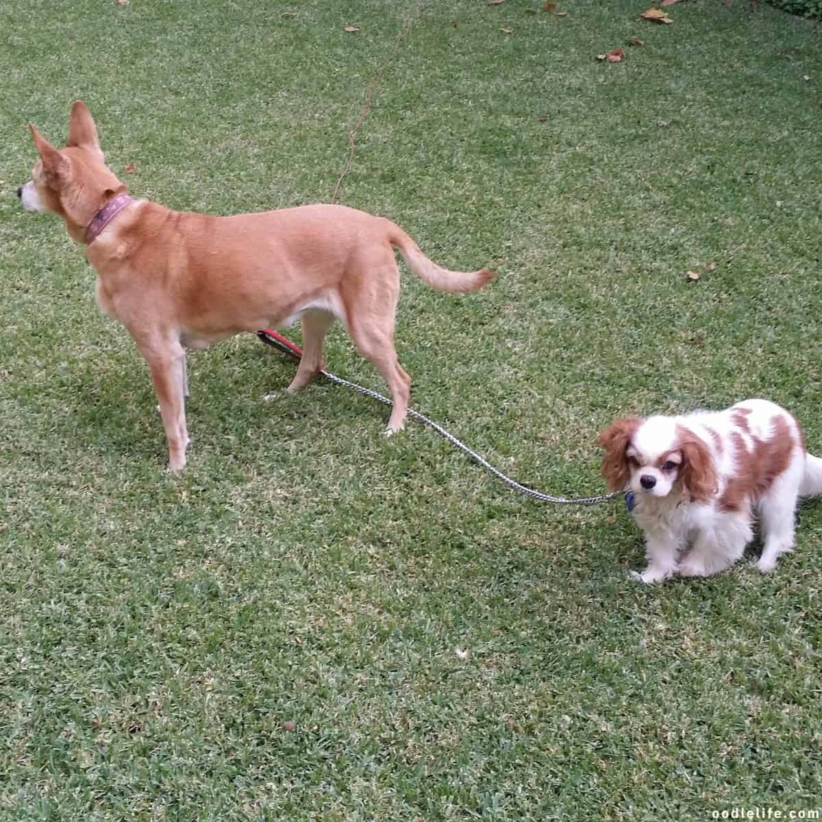 dogs guard a property