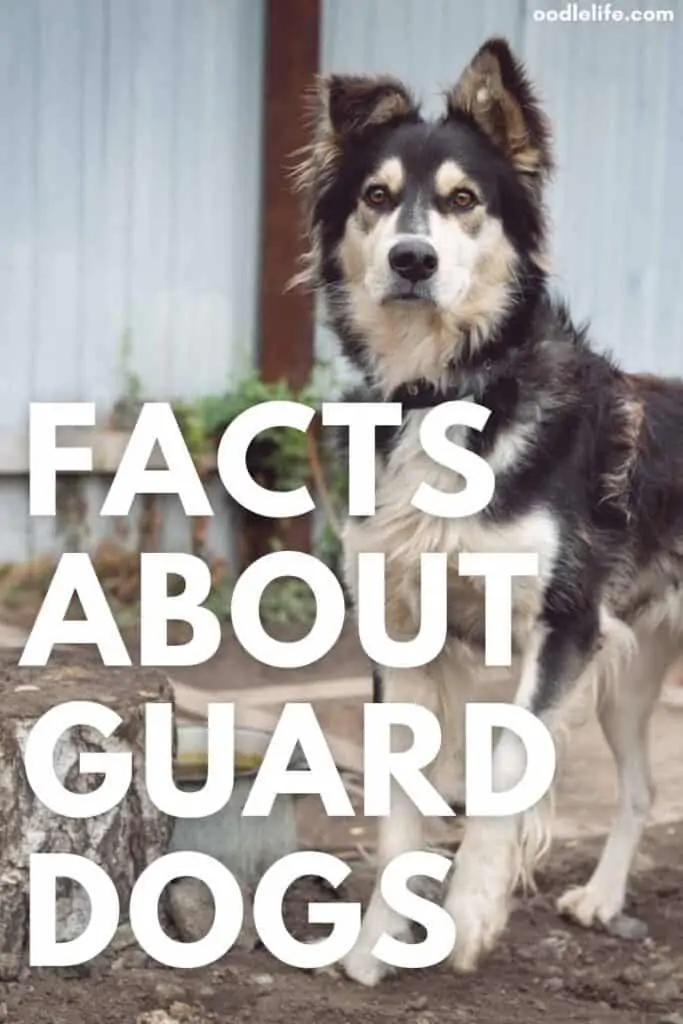 facts about guard dogs