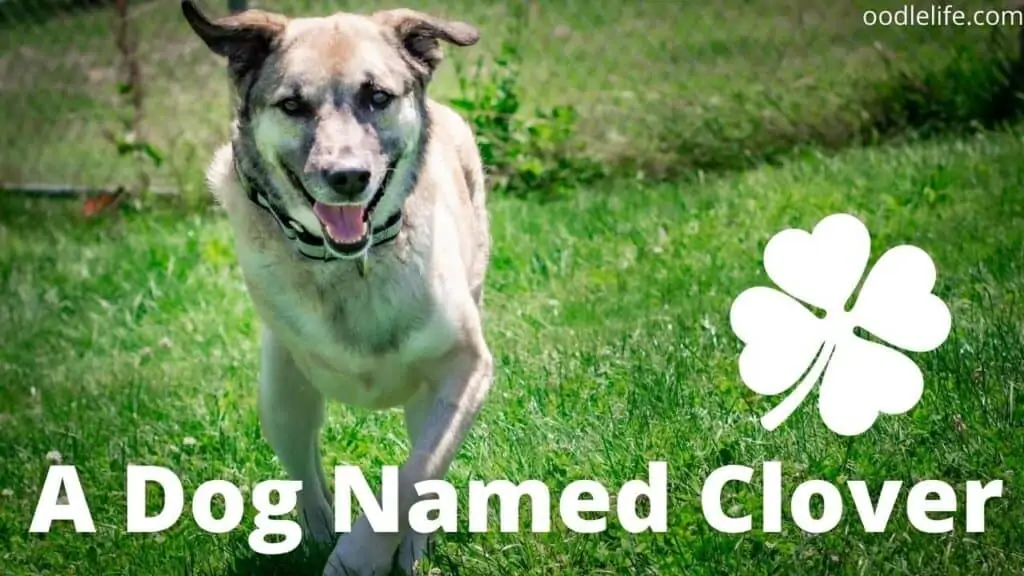 three leg dog name irish