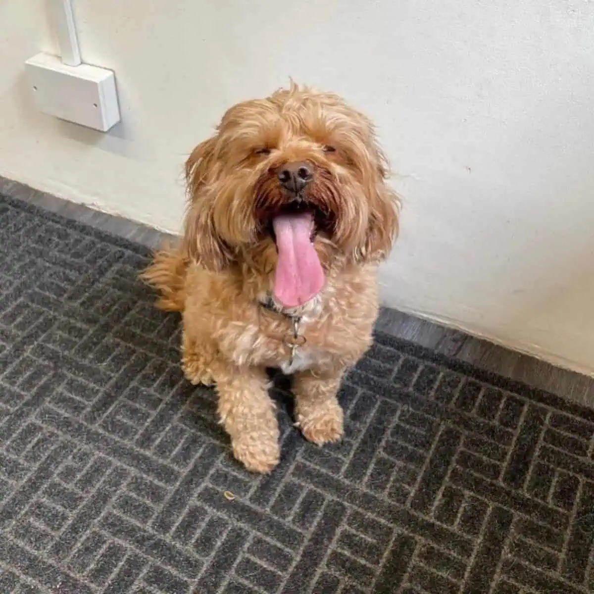 happy Cavapoo eyes close