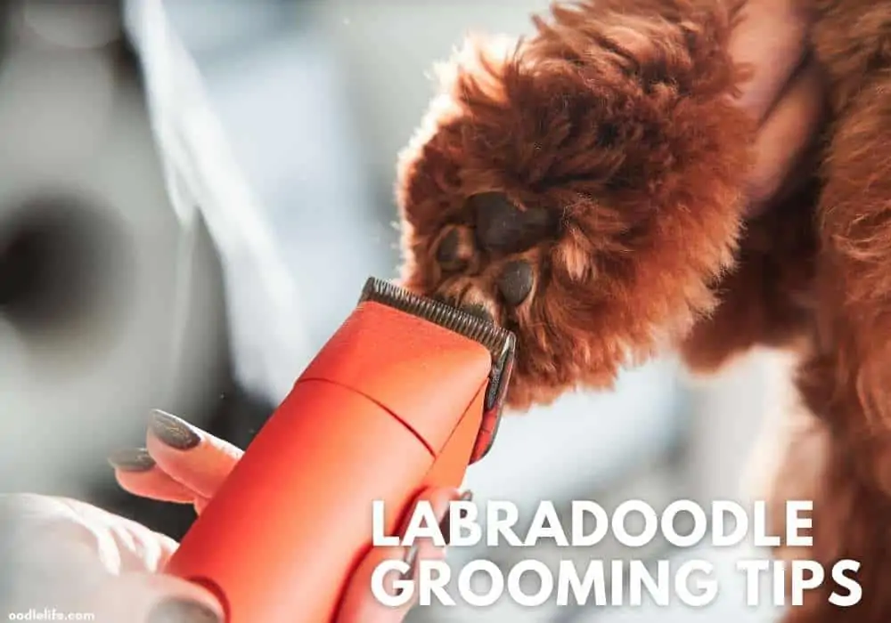 labaradoodle grooming ideas and tips