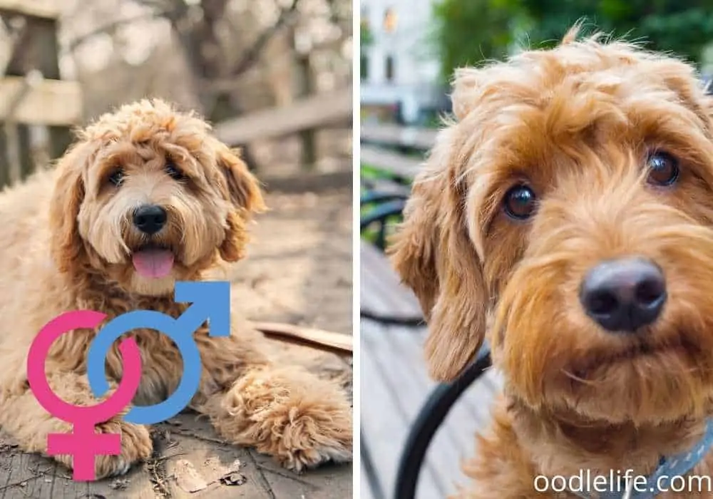 genders of boy and girl goldendoodles