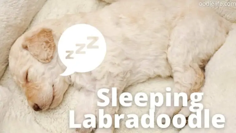 How Many Hours do Labradoodles Sleep? [Puppy Vs Adult]