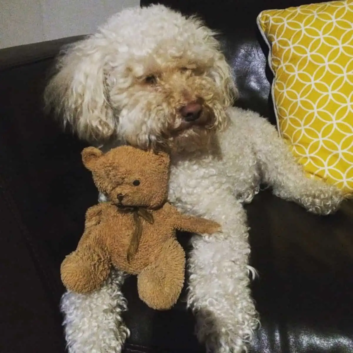 Labradoodle with teddy bear