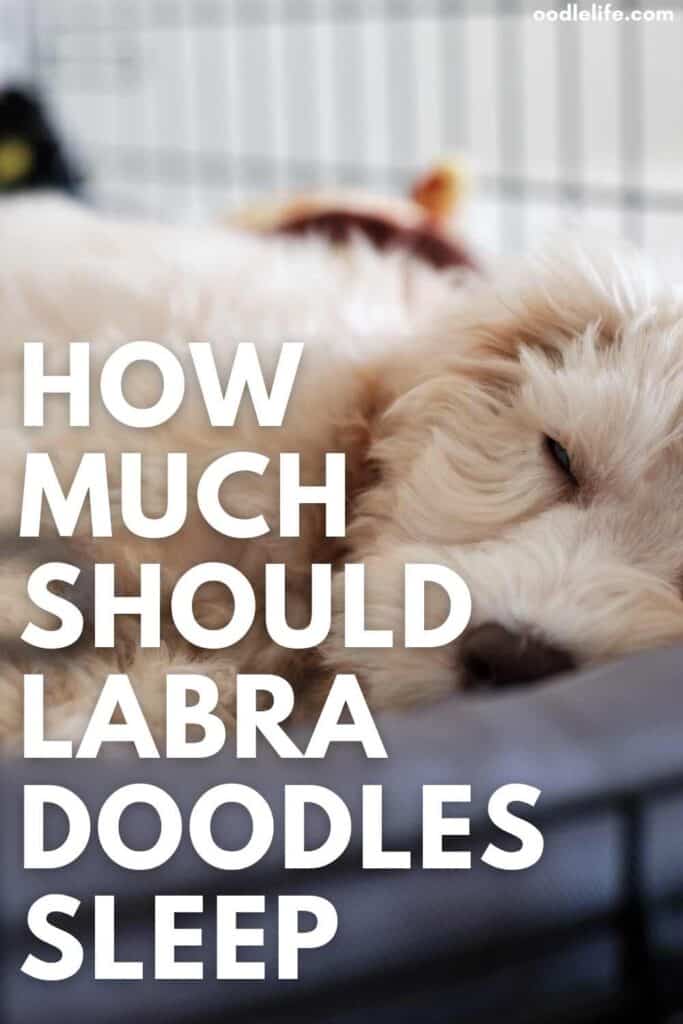 how many hours do Labradoodles sleep