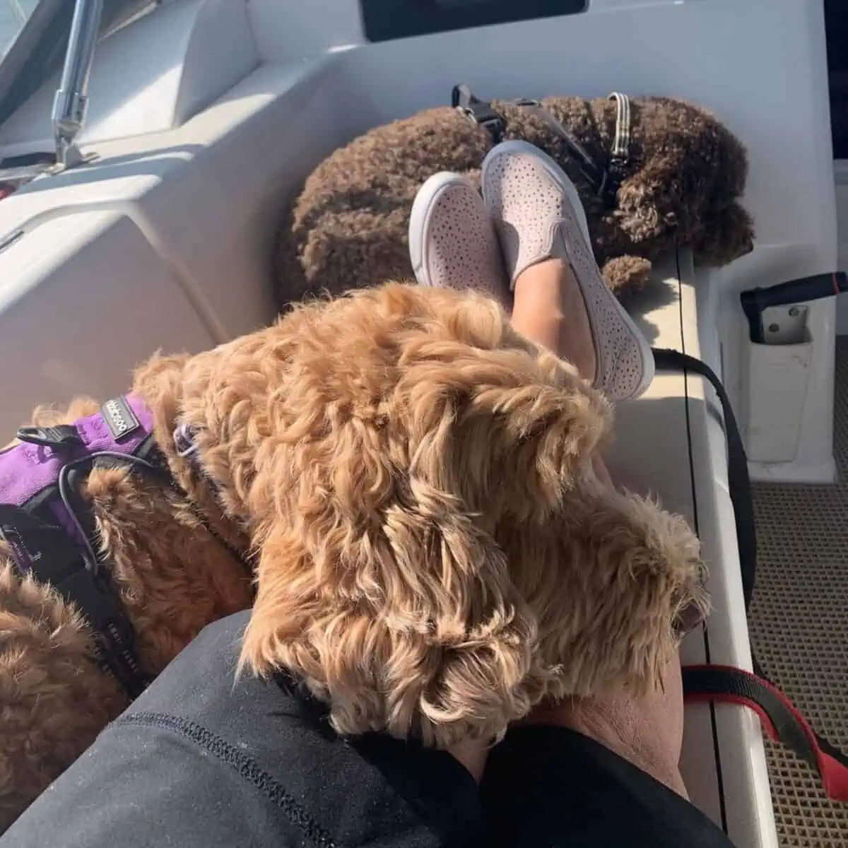 Labradoodles sleep on sail