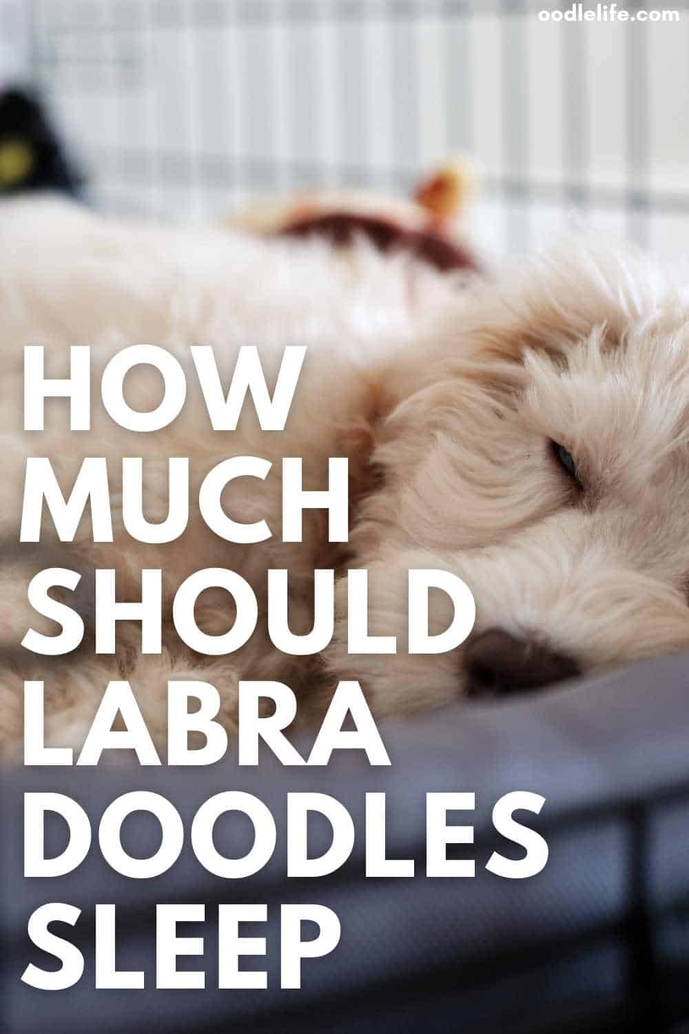 How Many Hours Do Labradoodles Sleep? [Puppy Vs Adult] Oodle Life
