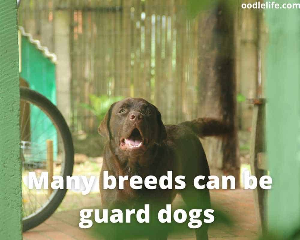 labrador guard dog