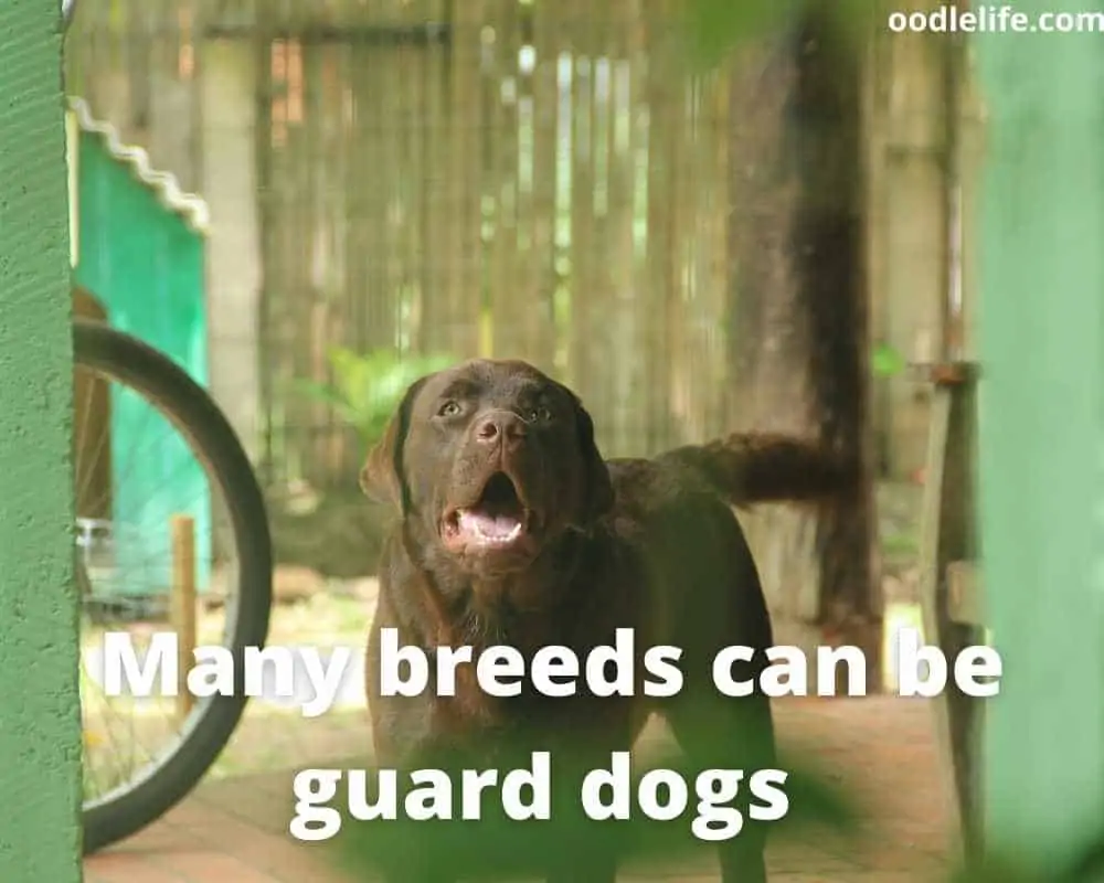 labrador Wachhund