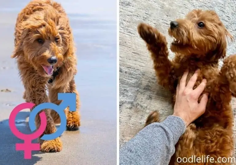 Male vs Female Goldendoodles – Which is better