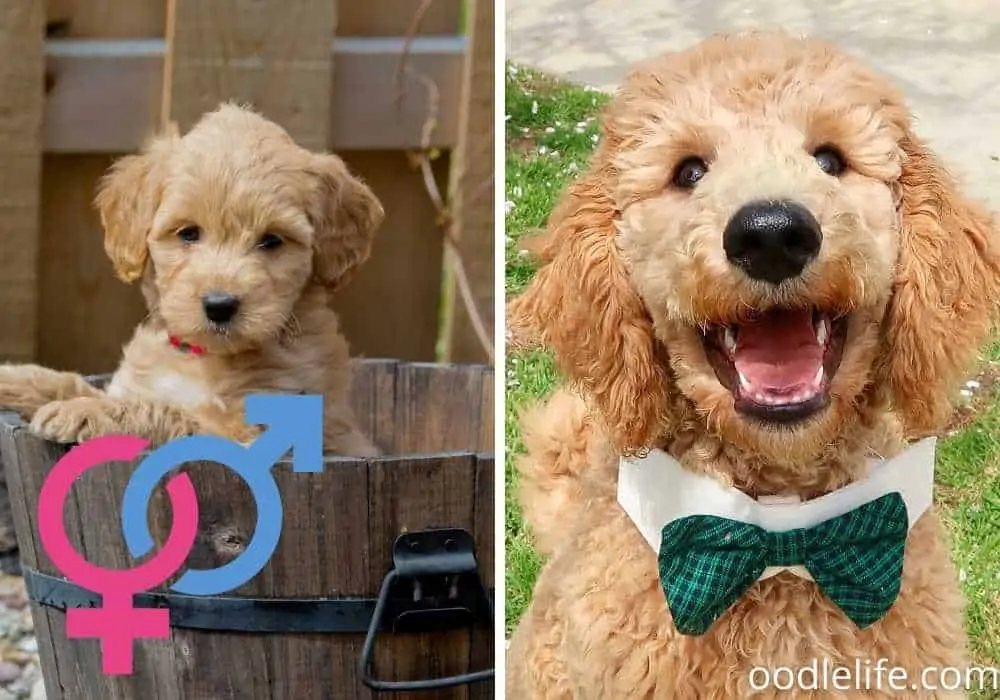 goldendoodle male and female smiling