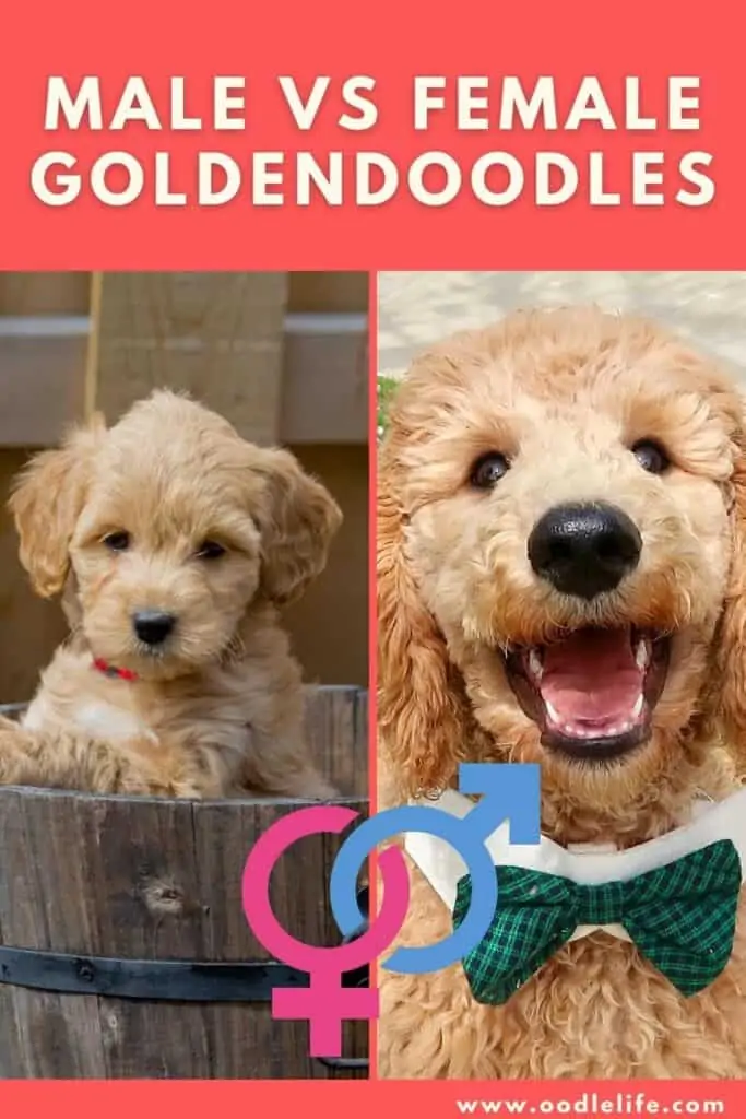 male vs female goldendoodles