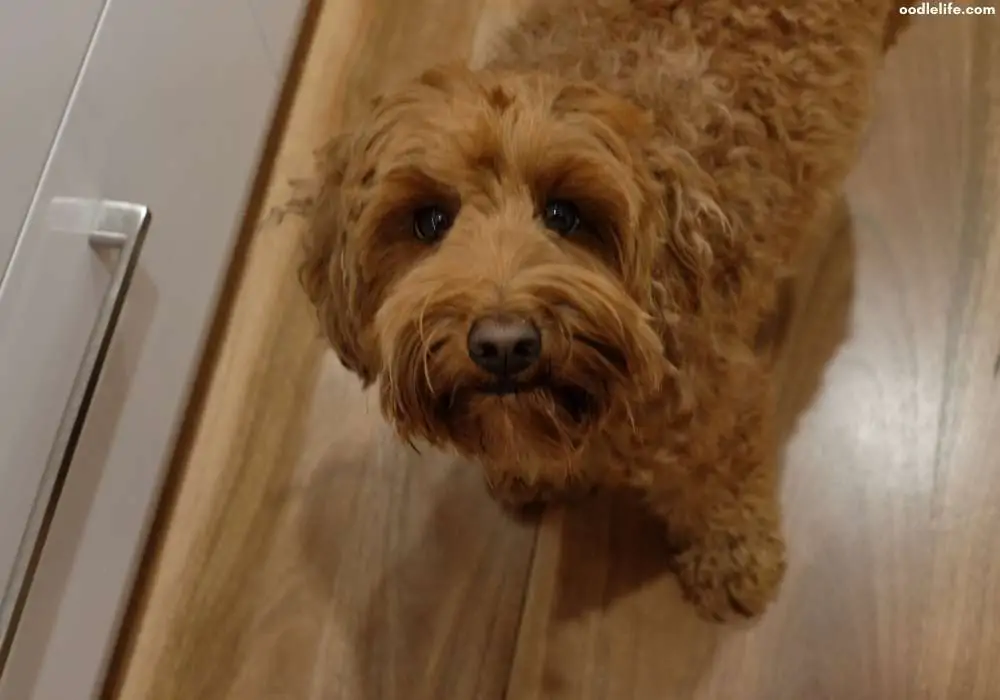 max the labradoodle looking at camera