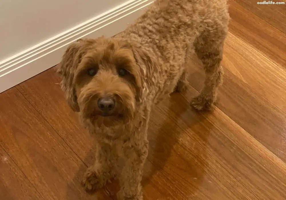 mini labradoodle after haircut