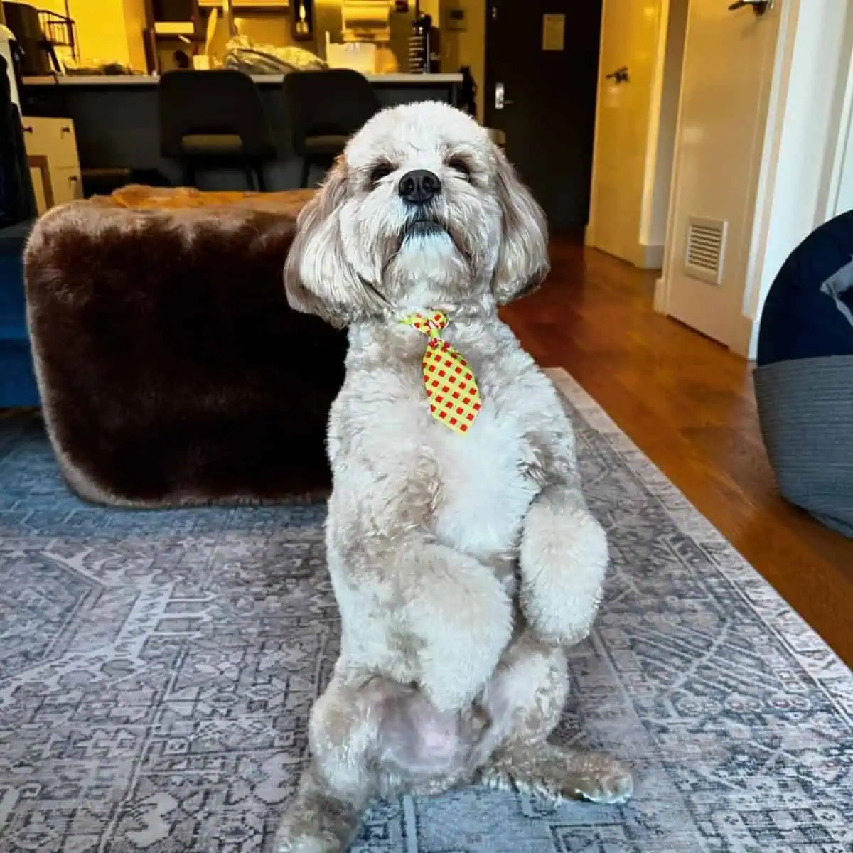 new tricks of Cavapoo
