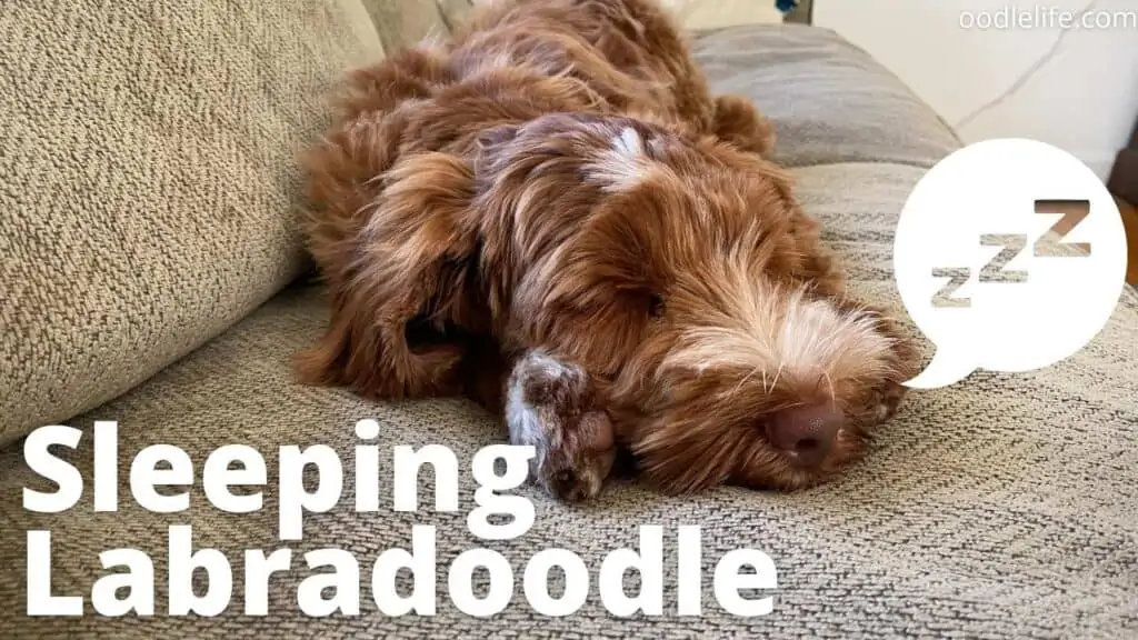 a cute labradoodle sleeping on a couch