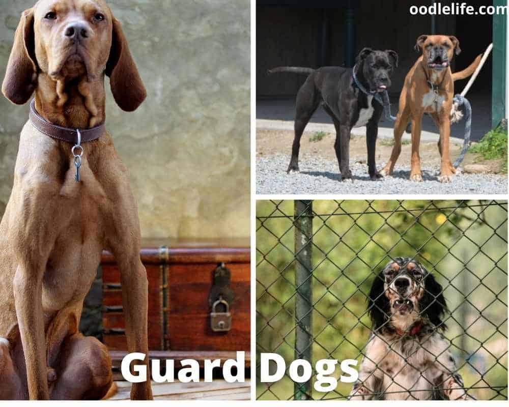 Facts About Guard Dogs [11 Interesting Facts] Oodle Life