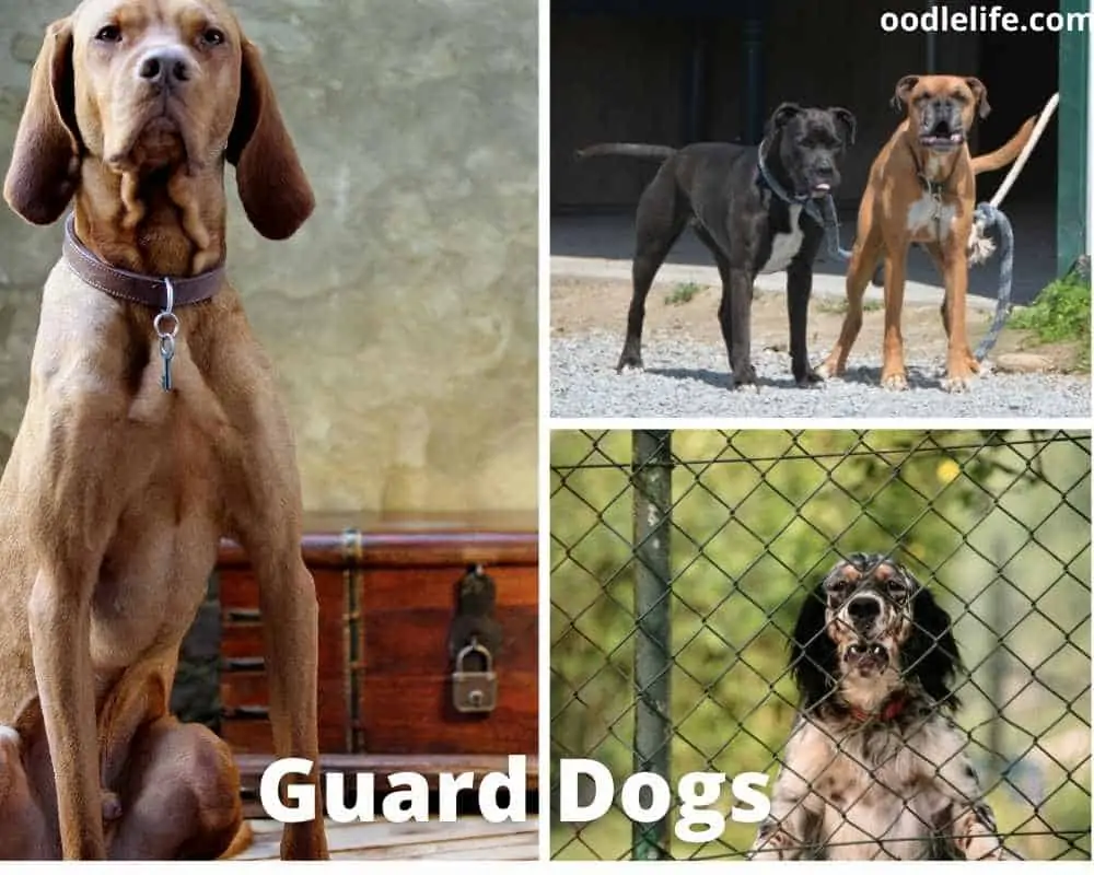 photos of different types of guard dogs