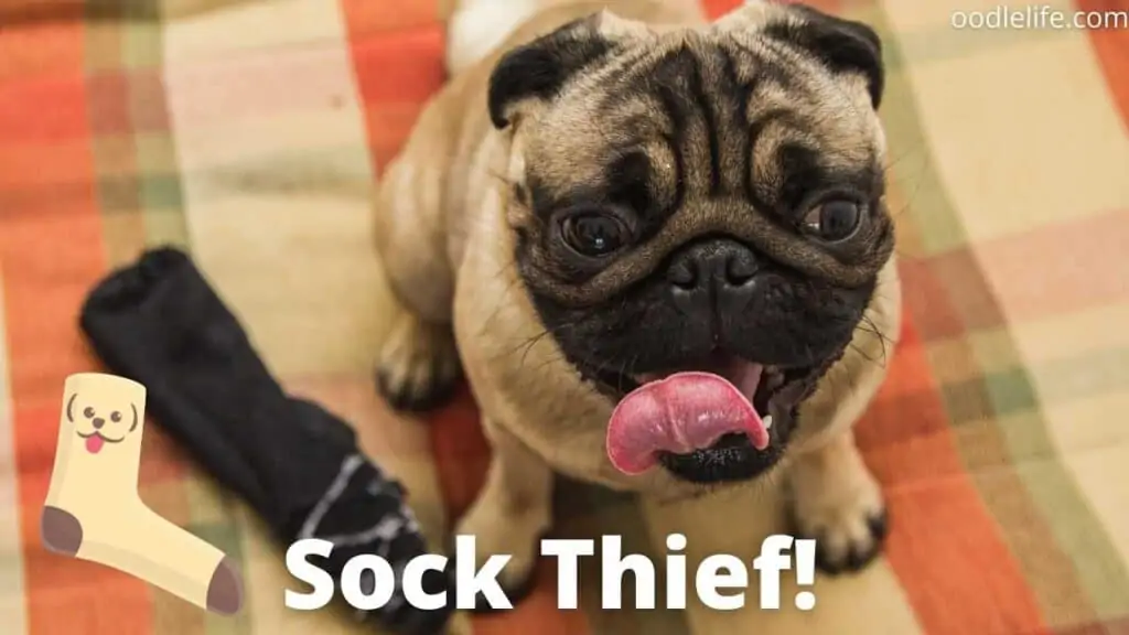 a sneaky pug sock thief