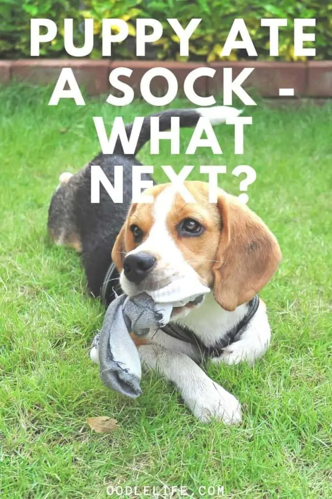 puppy ate a sock what are next steps beagle