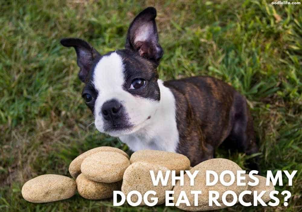 Why Do Dogs Eat Dirt And Rocks