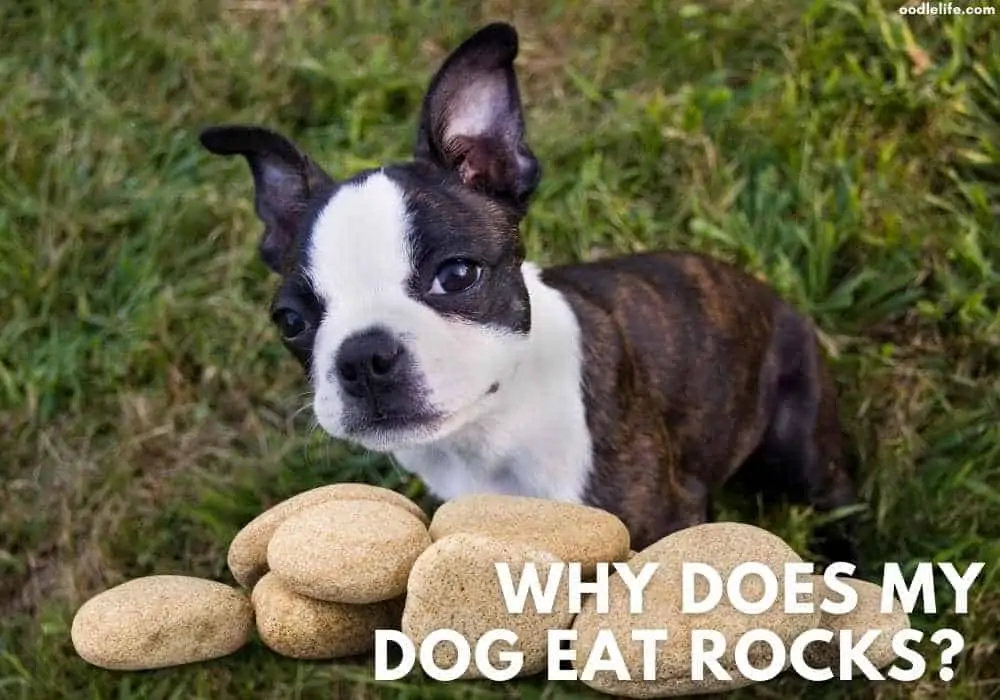 dog eating rocks