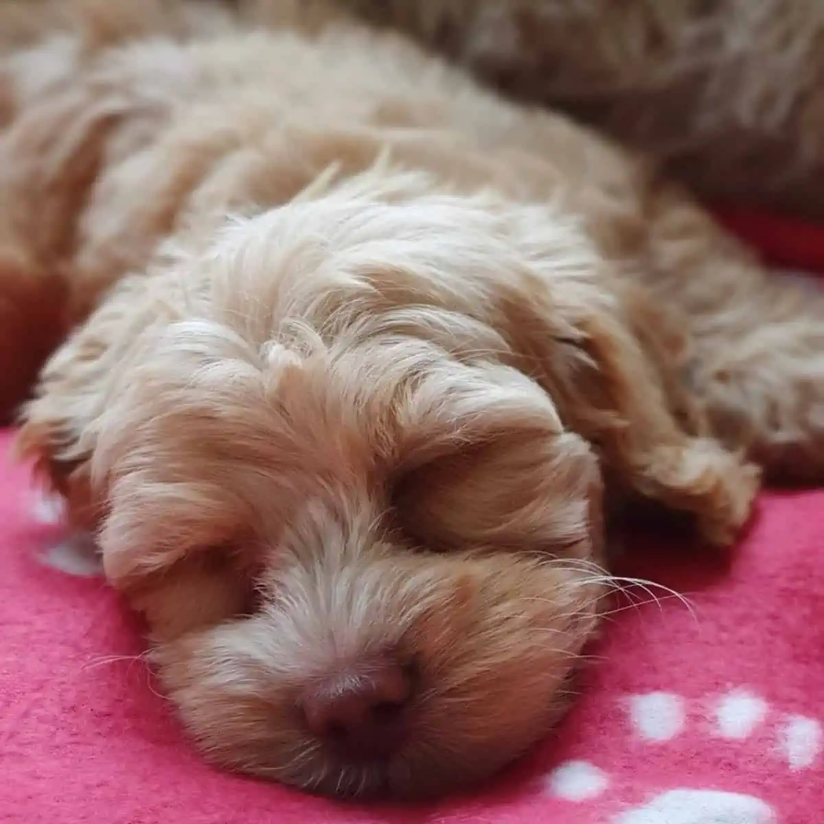 puppy sleeps on blanket