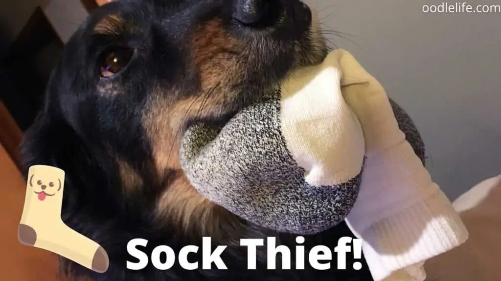 up close dog eating sock