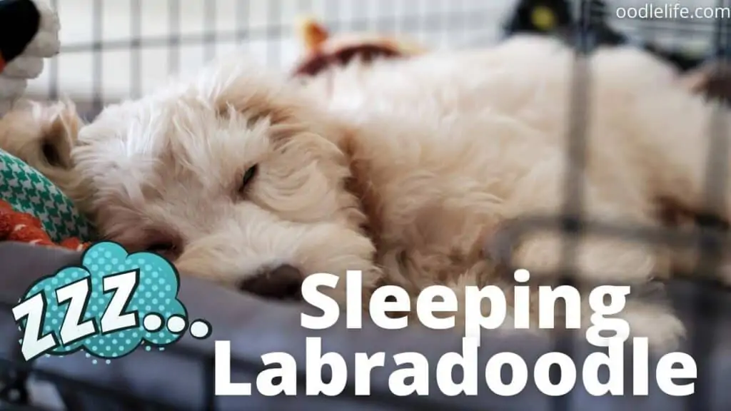 a sleeping white labradoodle