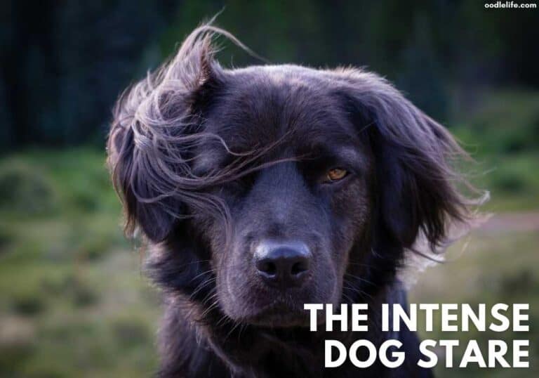 Why Does My Dog Stare At Me? [The Truth About What It Means]